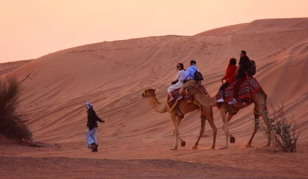 camel-safari-img-2 camel-safari-img-2